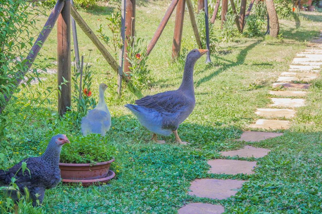 I Due Cipressi Guest House Torrenieri ภายนอก รูปภาพ